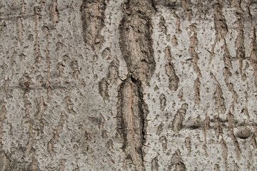 Brown Tree Bark